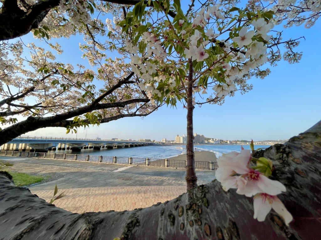 東京都のペット火葬