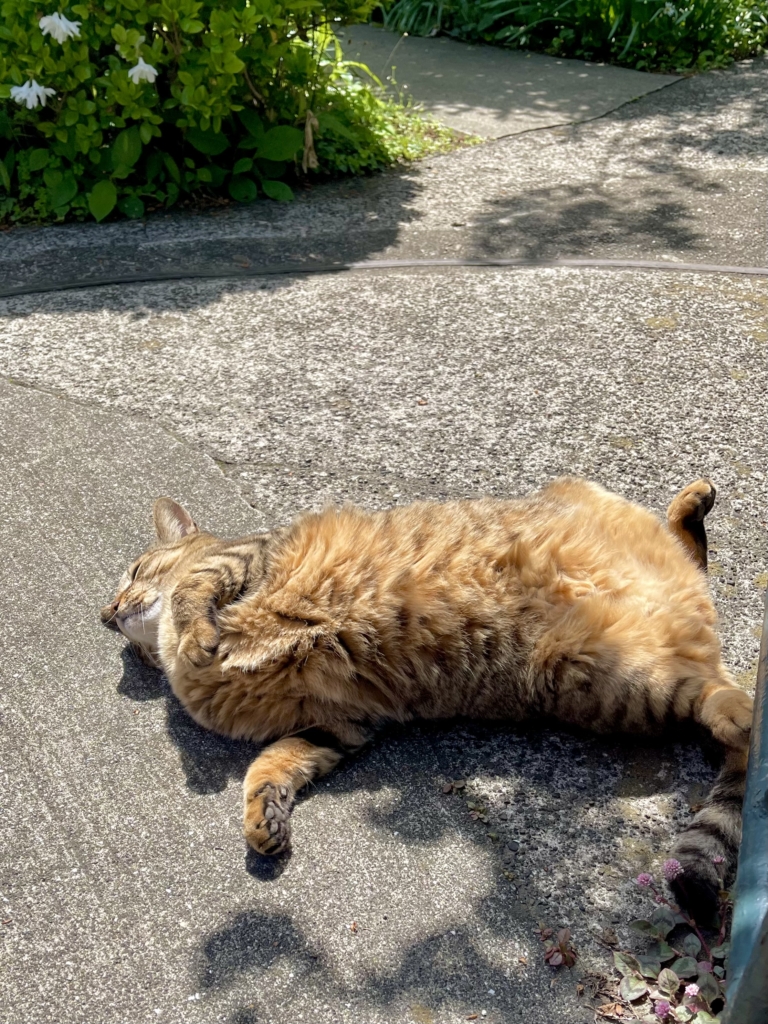 死産した猫の火葬