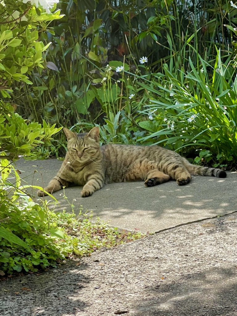 死産した猫の火葬
