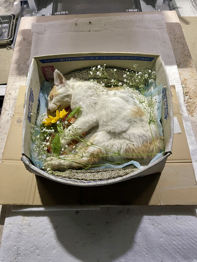 野良猫の火葬