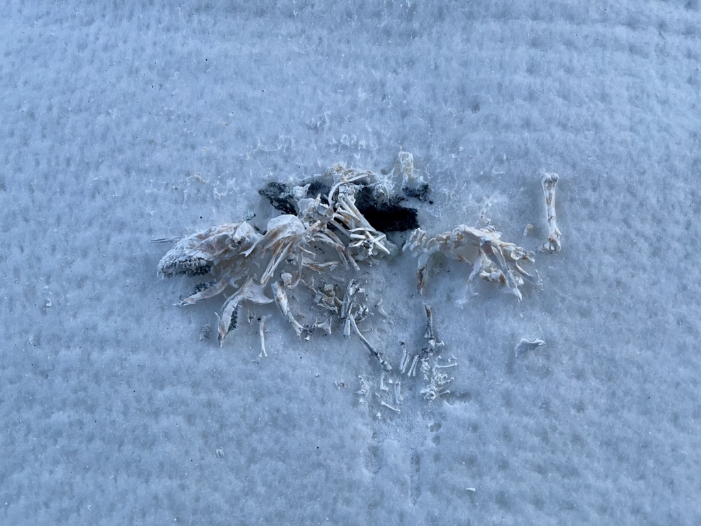 ハリネズミ火葬