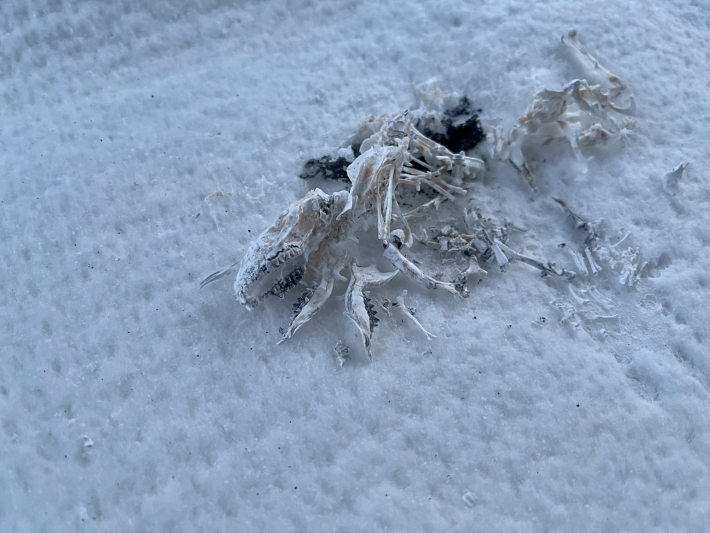 ハリネズミ火葬