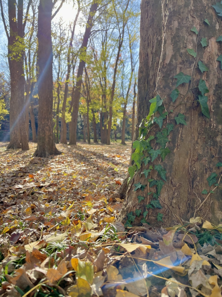 東村山市　犬火葬