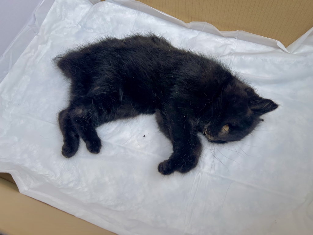 市川市 ペット火葬