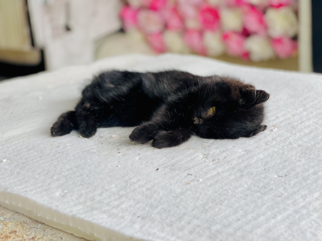 市川市　ペット火葬