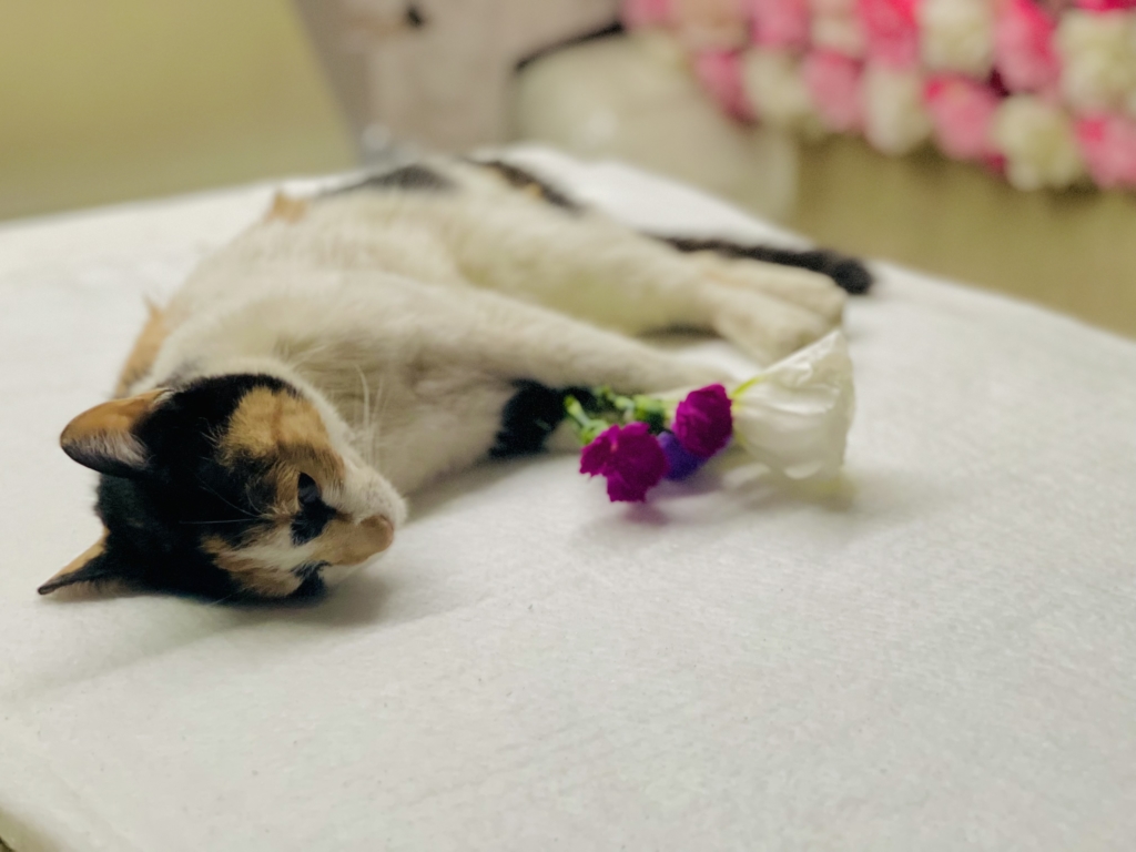 野良猫が死んでいたら