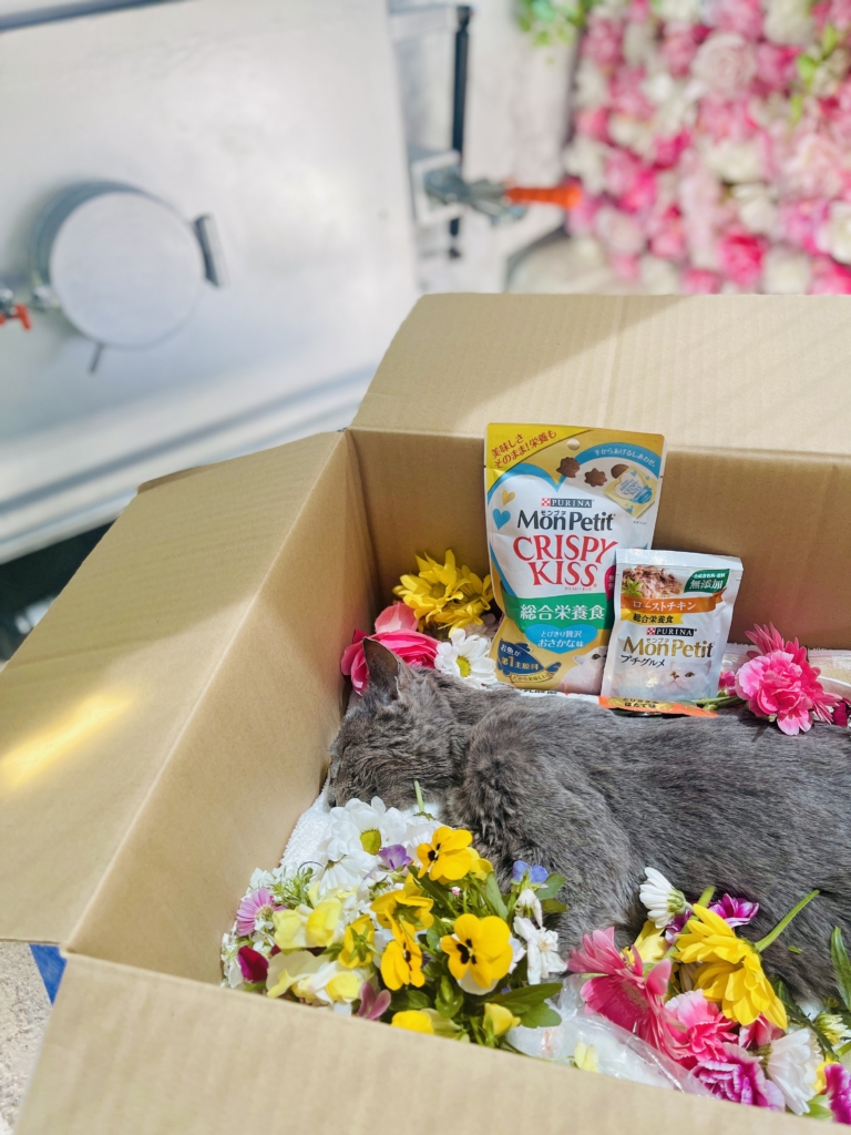 野良猫が亡くなっていたら