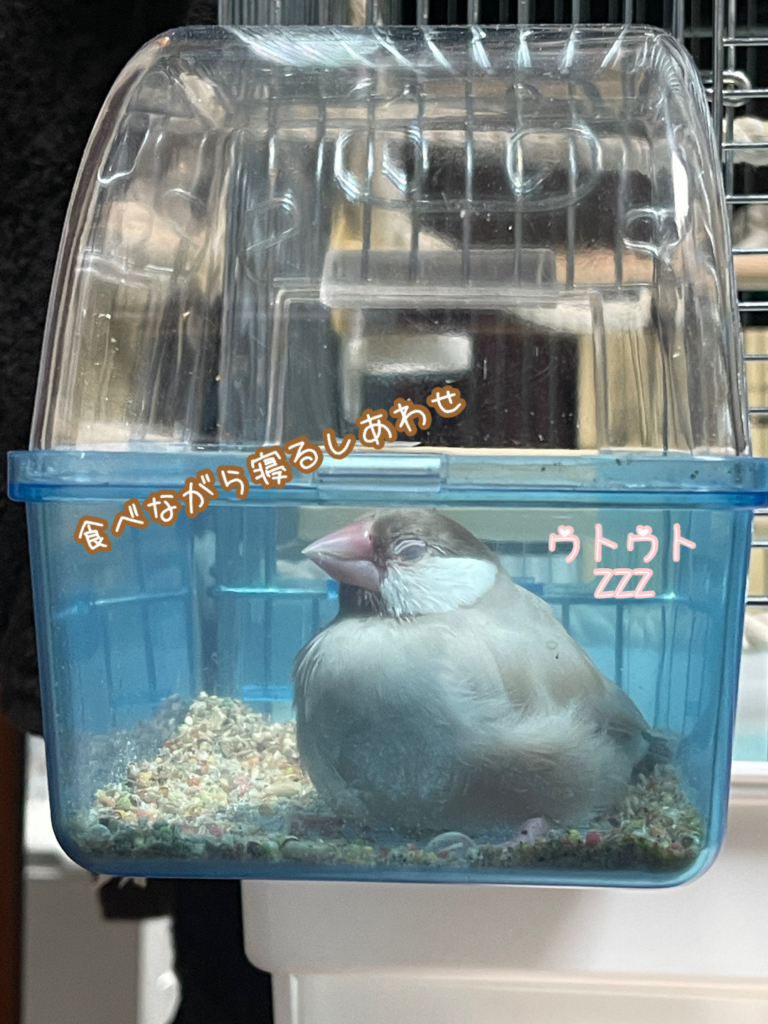 東京都 ペット葬儀社プティセレモ