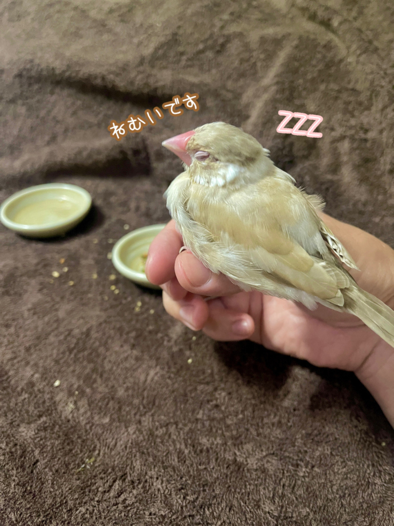 訪問ペット火葬プティセレモ