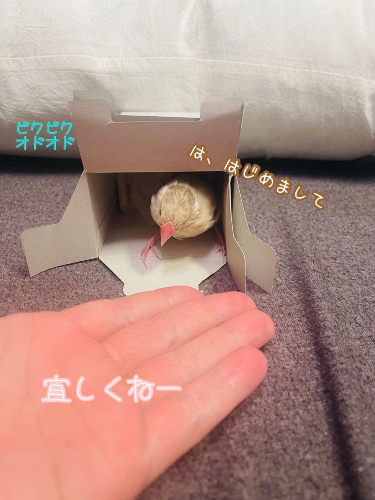 世田谷区 ペット葬儀会社