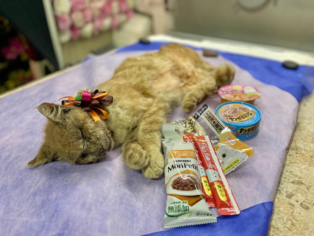 地域猫野良猫火葬