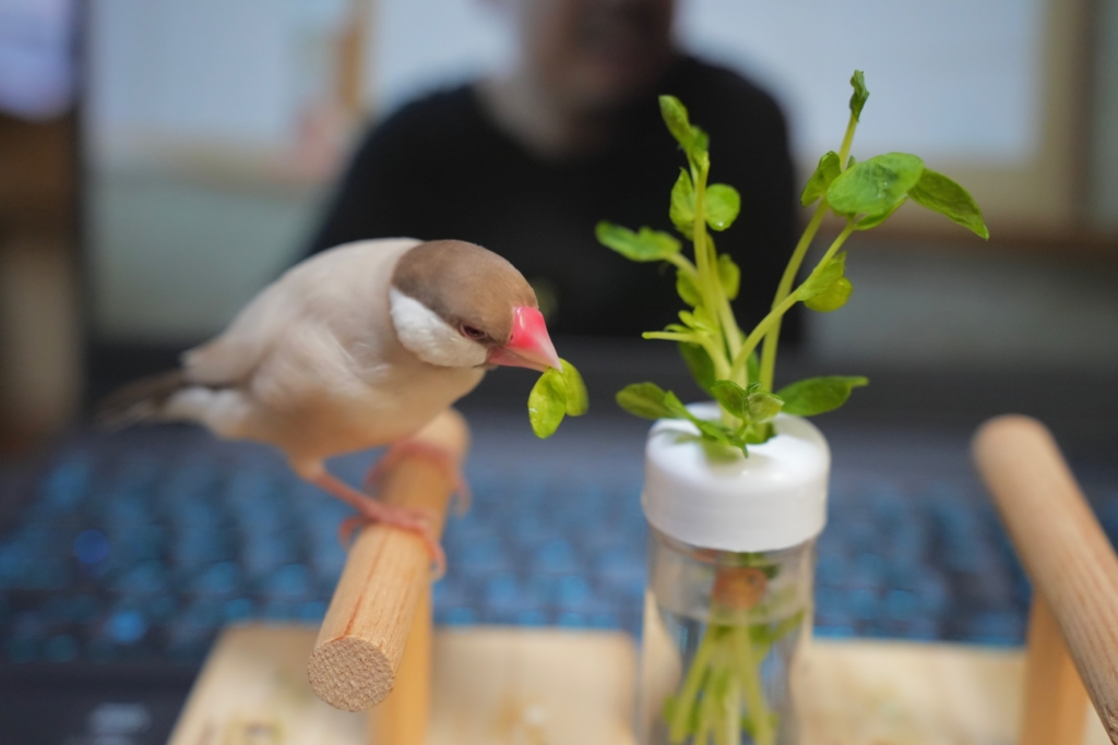 世田谷区　ペット葬儀