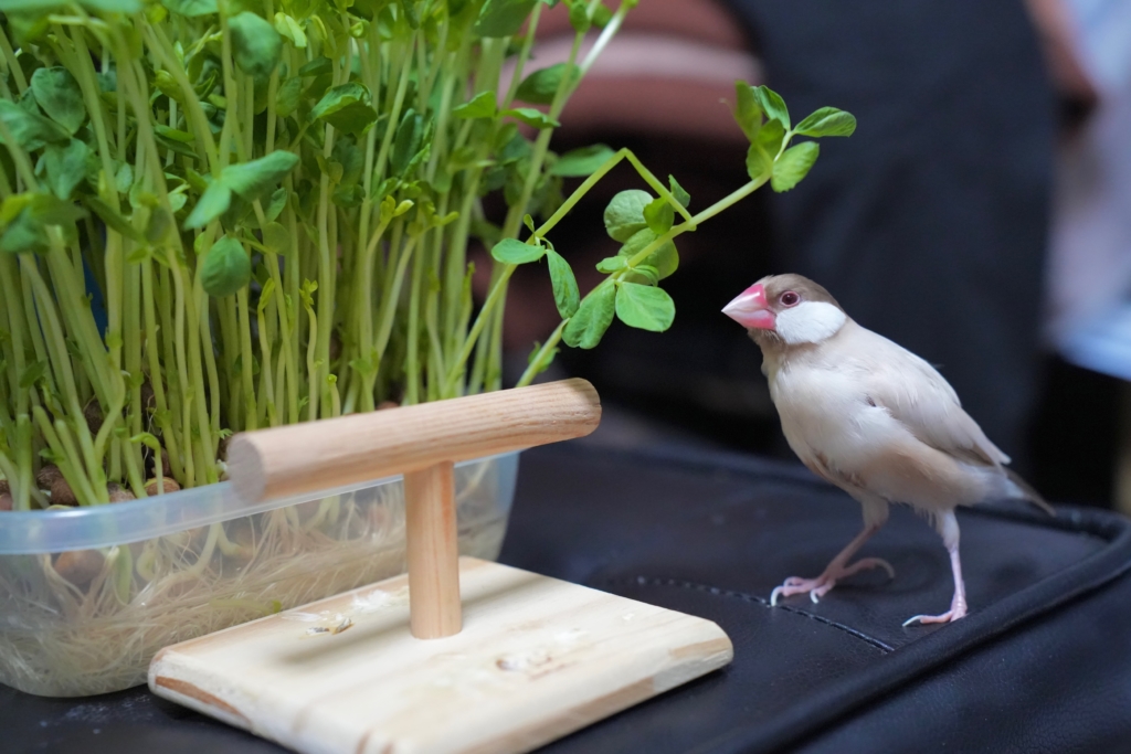 世田谷区　ペット火葬