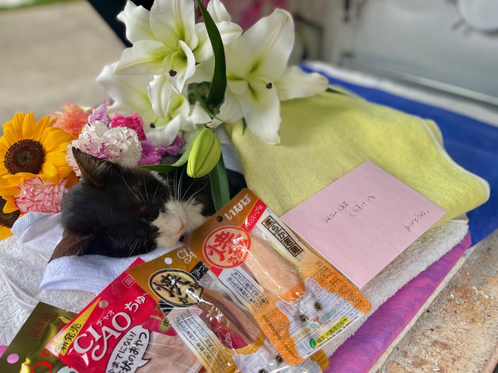 地域猫　火葬
