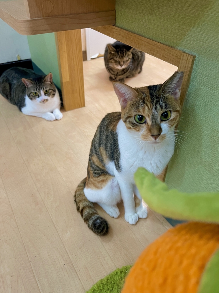 プティセレモ　ペット遺品寄付