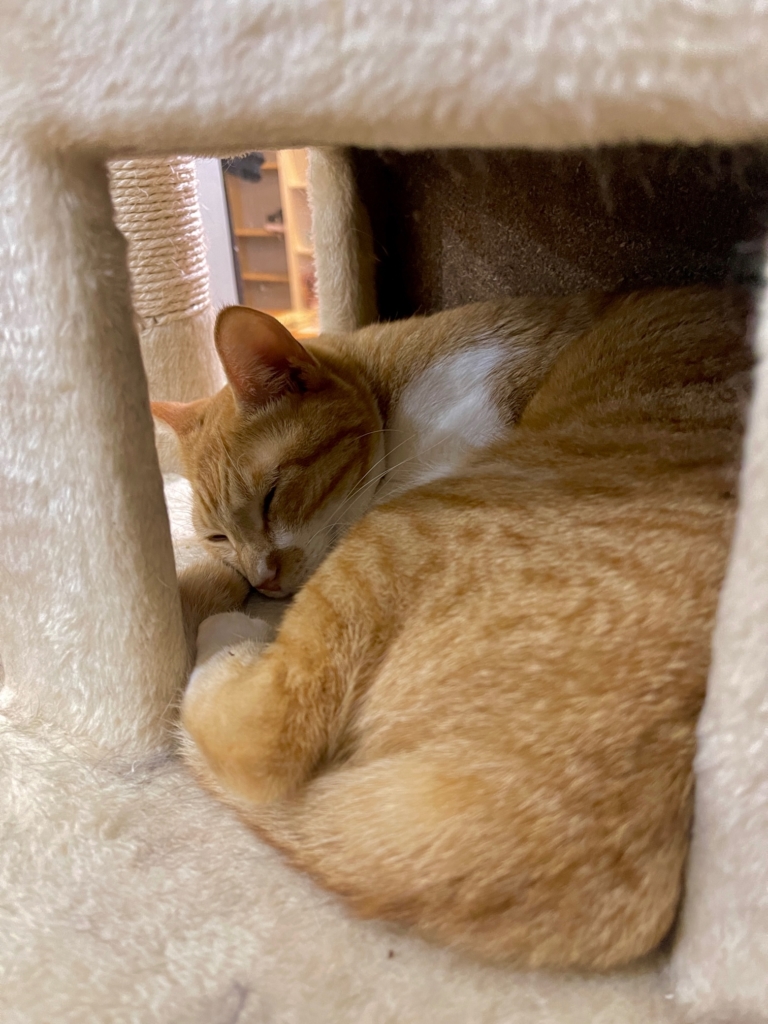 松戸市　野良猫の火葬