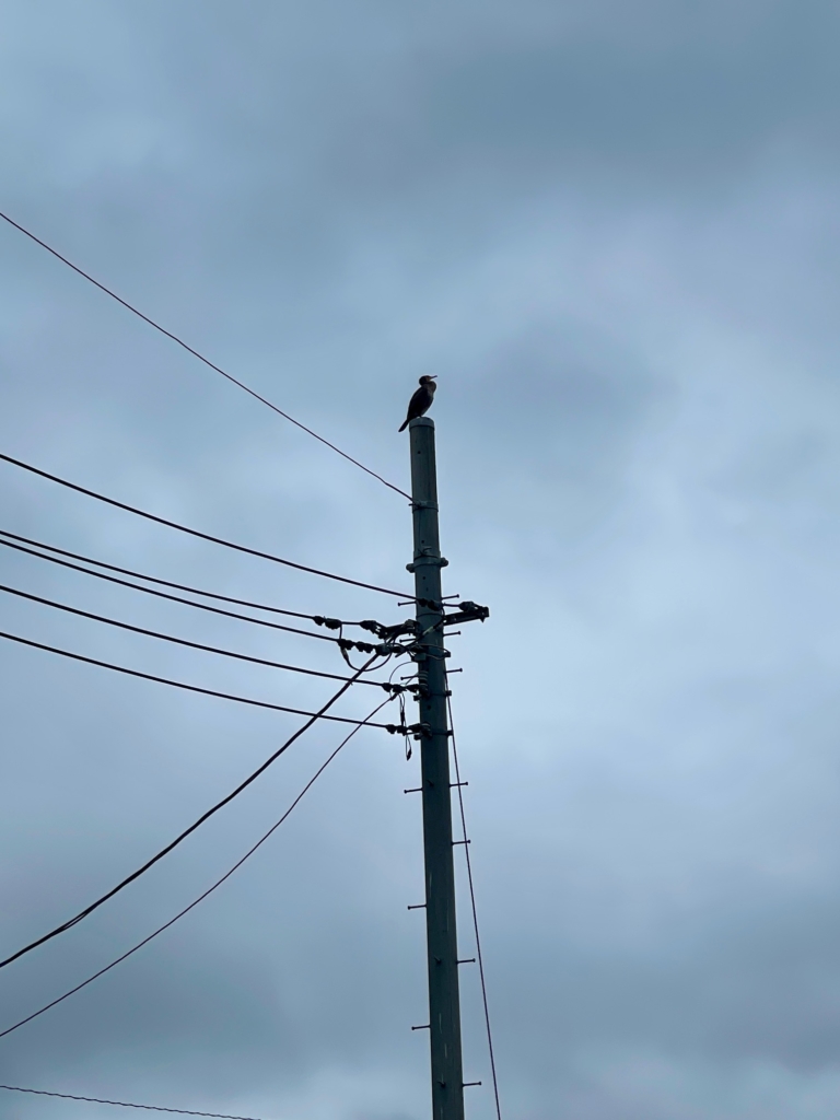 さいたま市　犬火葬