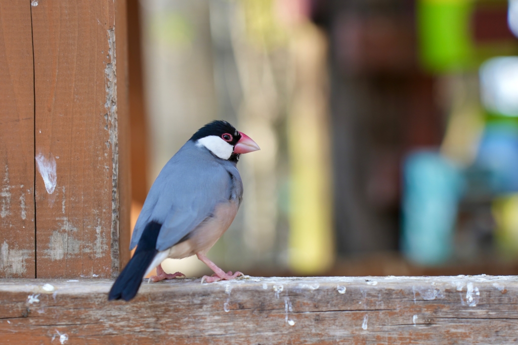 相模原市 ペット火葬