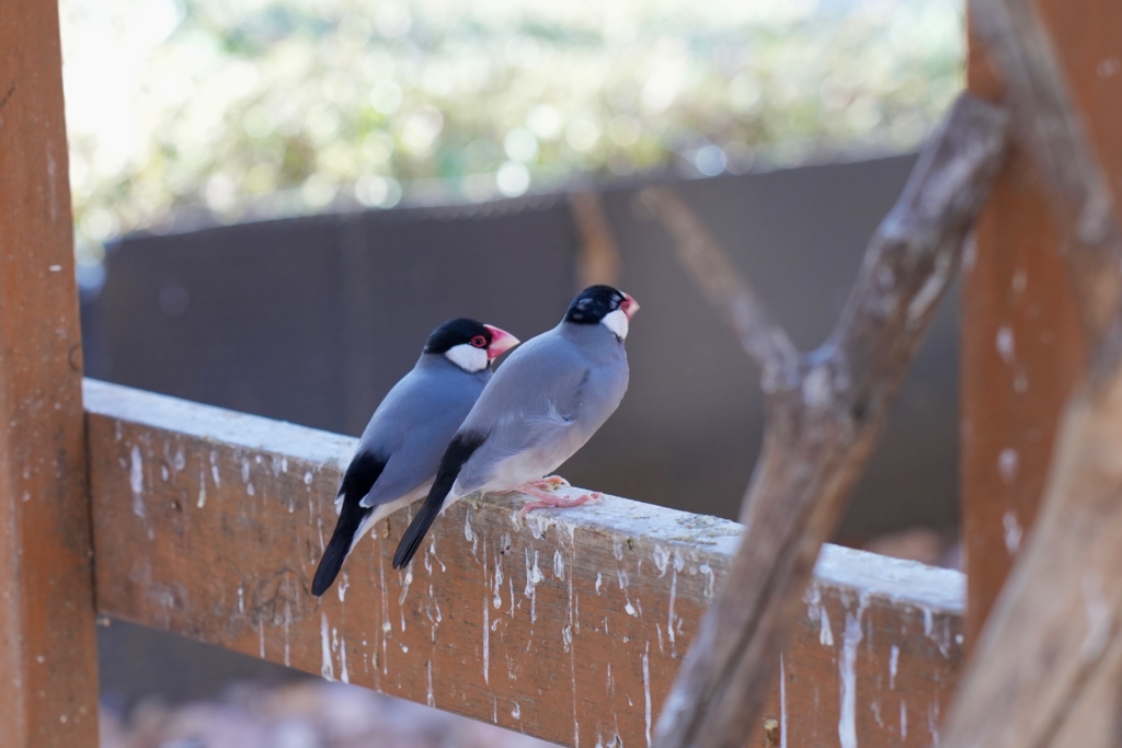 世田谷区のペット火葬