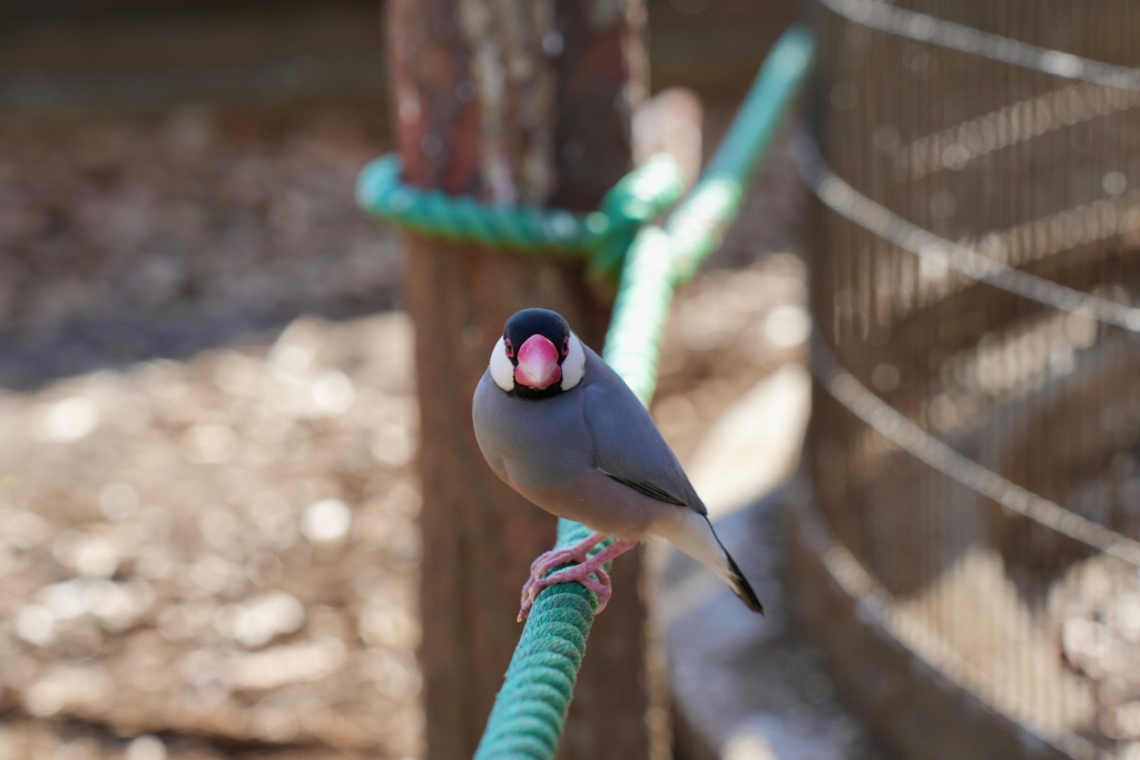 東京のペット葬儀会社