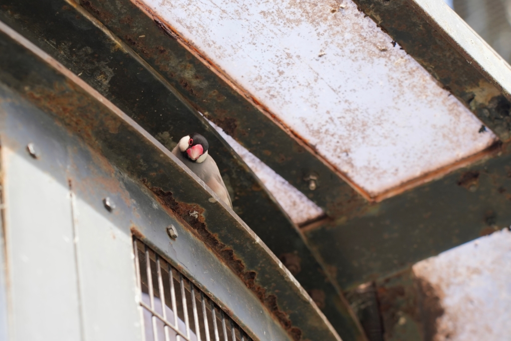 小鳥の火葬 プティセレモ