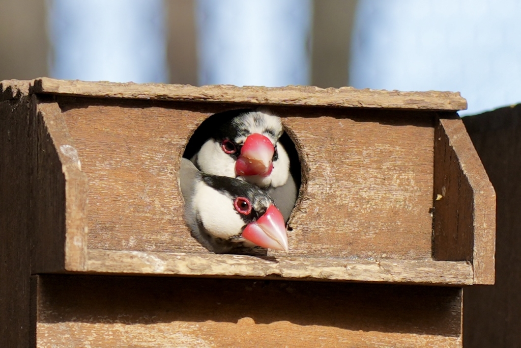 文鳥の火葬ならプティセレモ