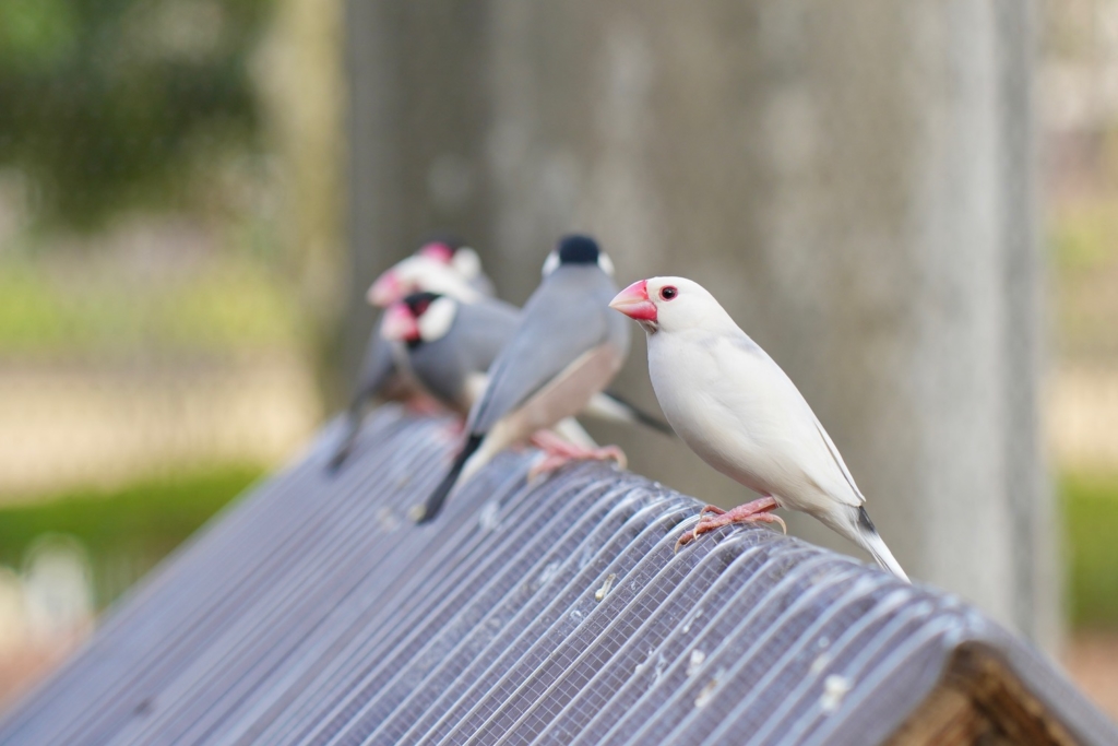 訪問ペット火葬 プティセレモ
