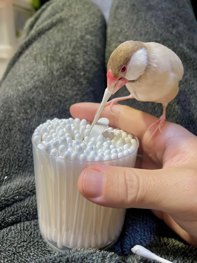 ペット火葬　プティセレモ