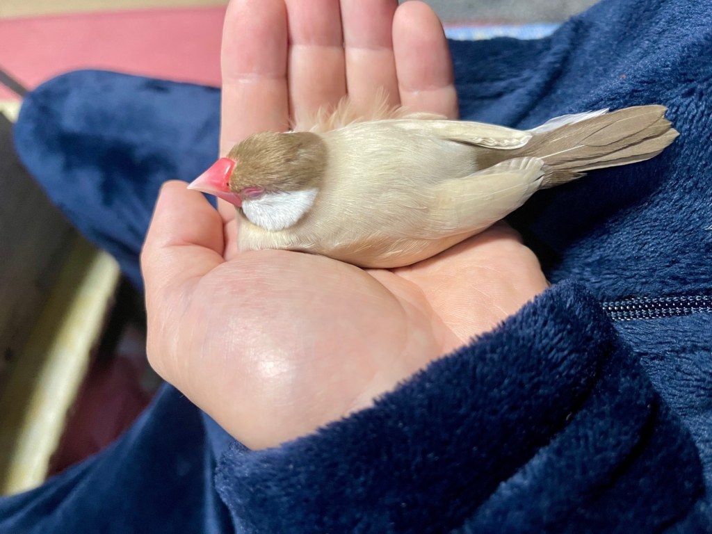 鳥の火葬はプティセレモ