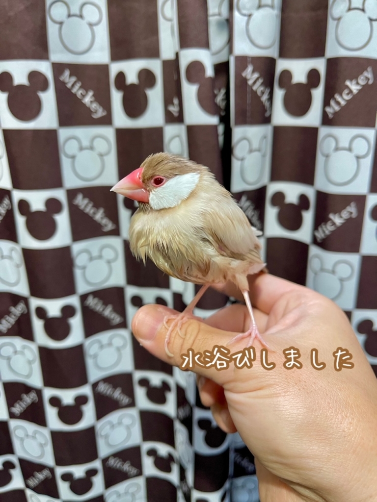 訪問ペット火葬