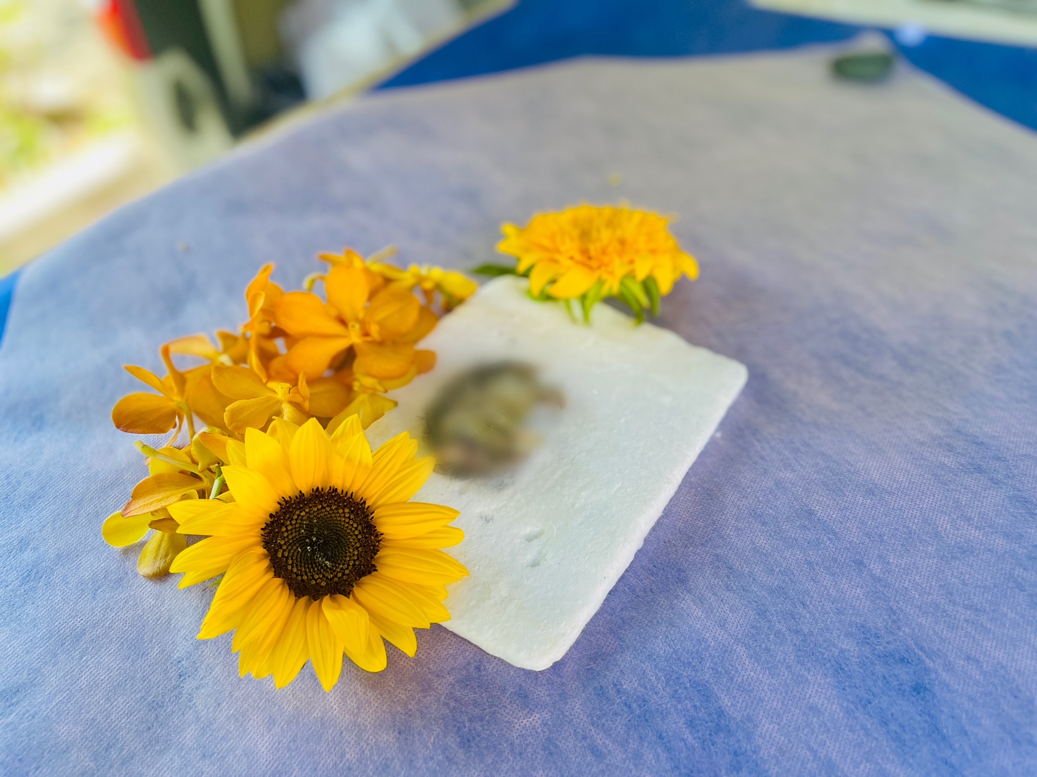 大田区　ペット火葬