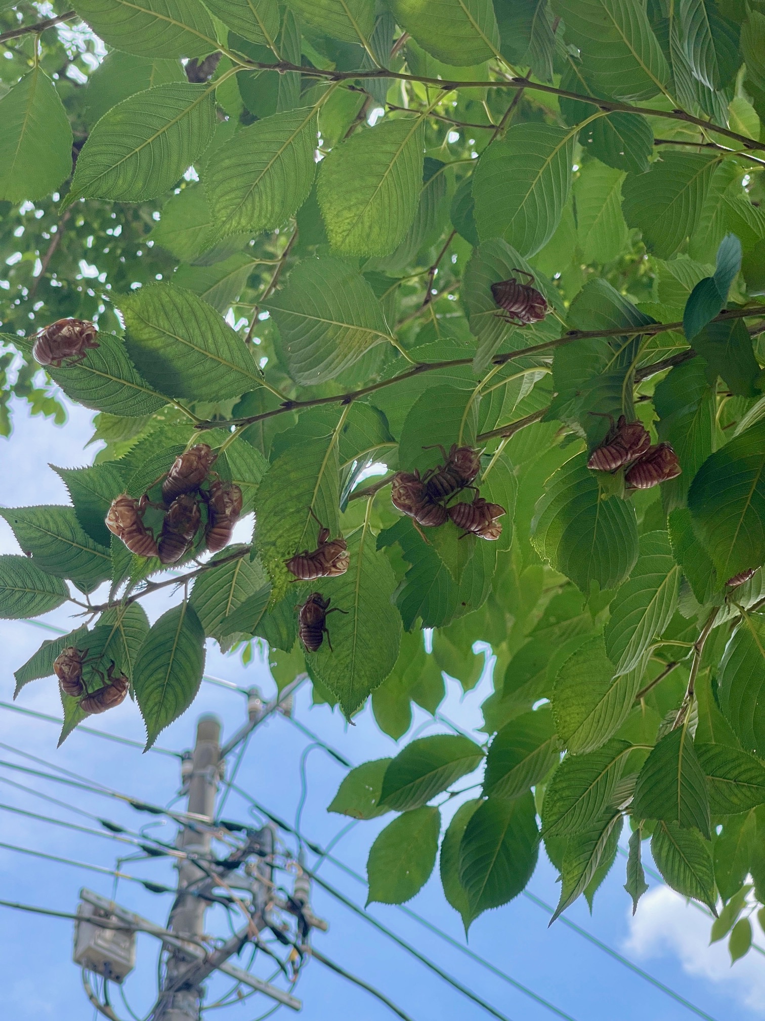 目黒区　ペット火葬