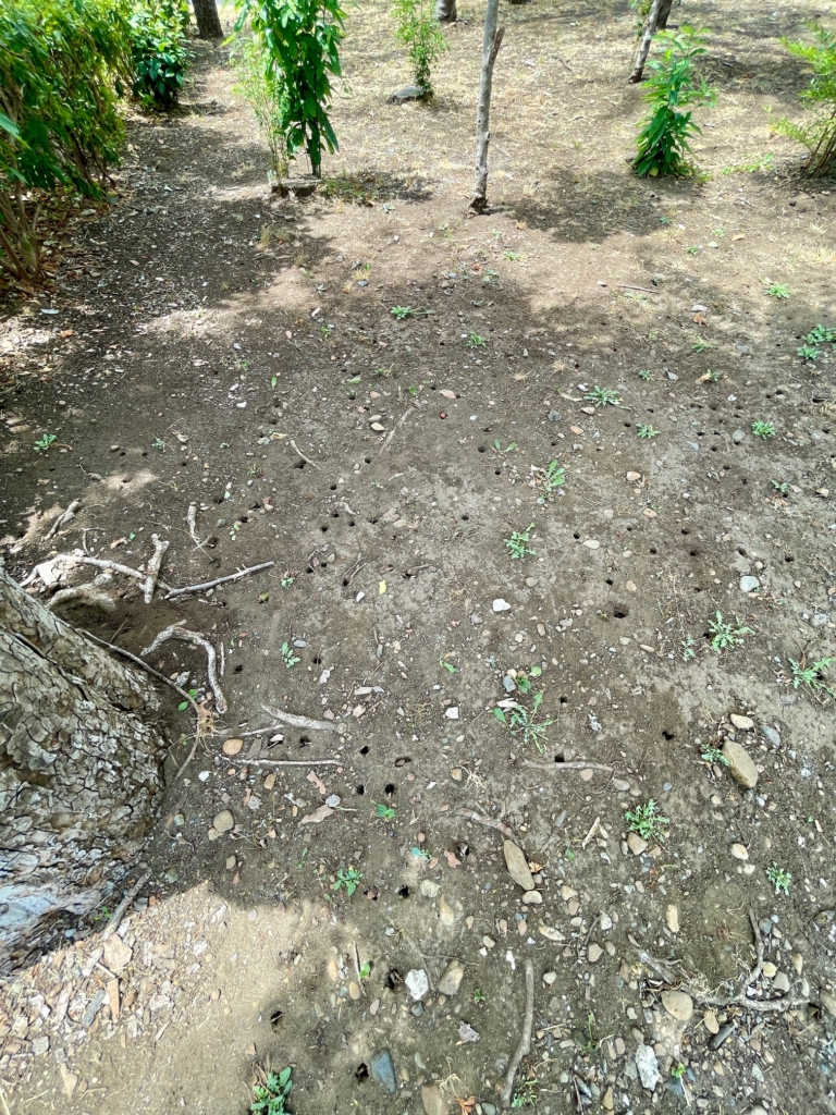 目黒区　犬の火葬