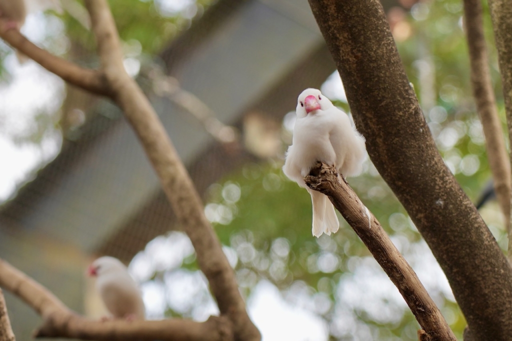 鳥の火葬もお任せください
