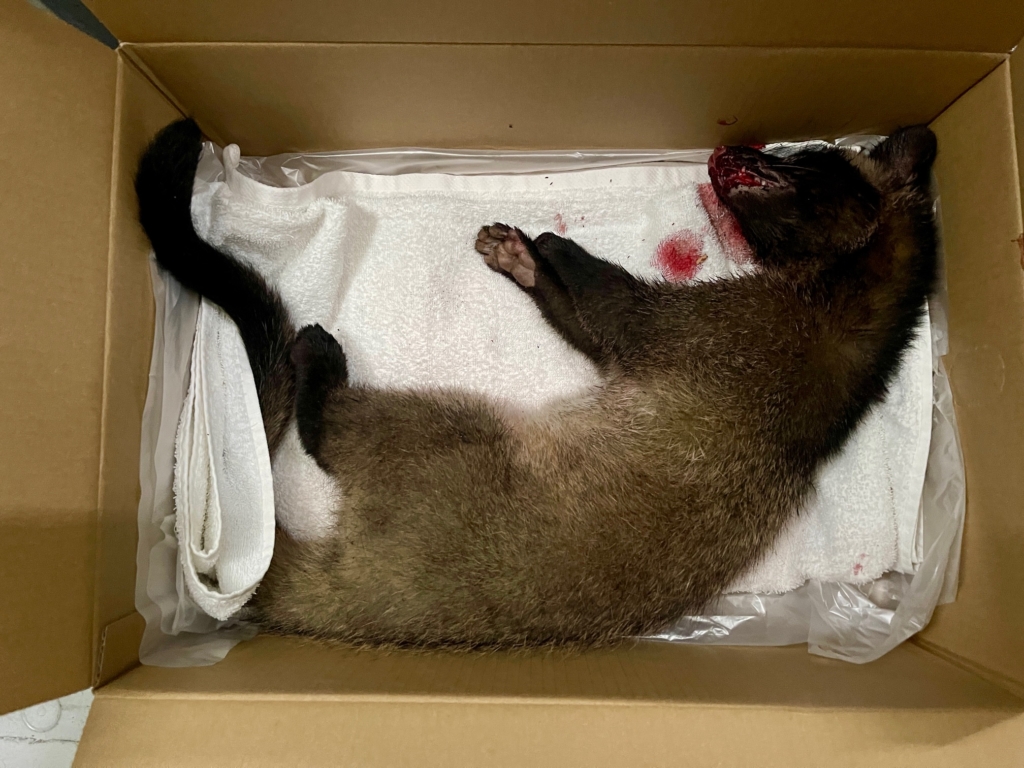 ハクビシンの火葬