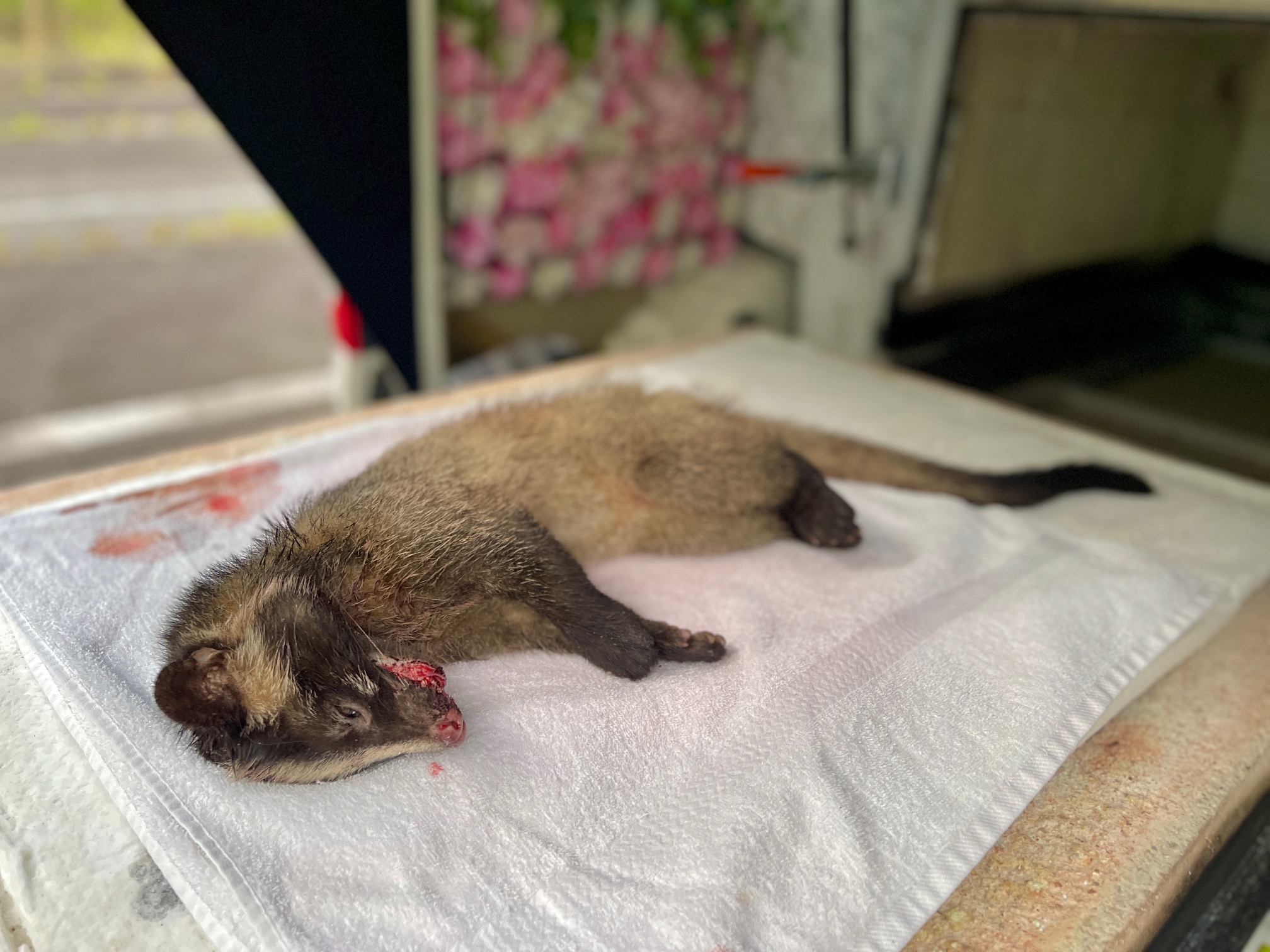 ハクビシンが亡くなっていたら