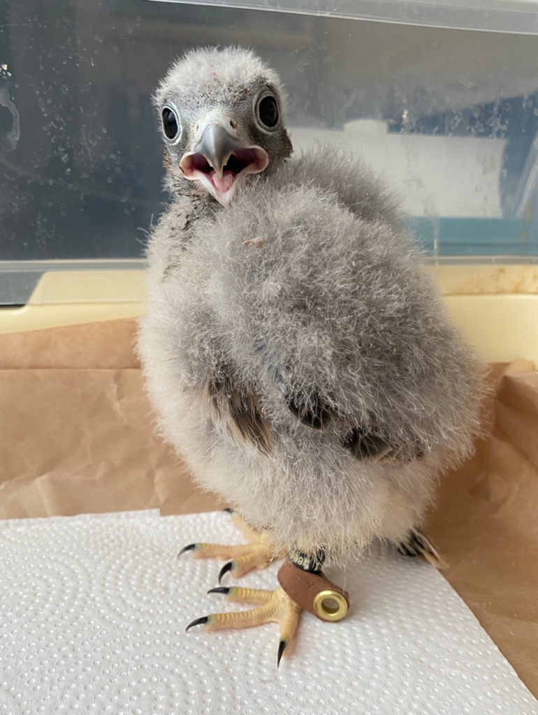 チョウゲンボウ　ヒナ