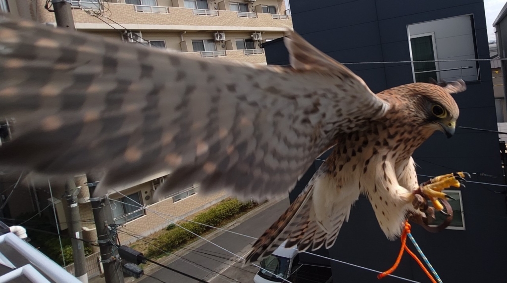鳥　世田谷区　火葬
