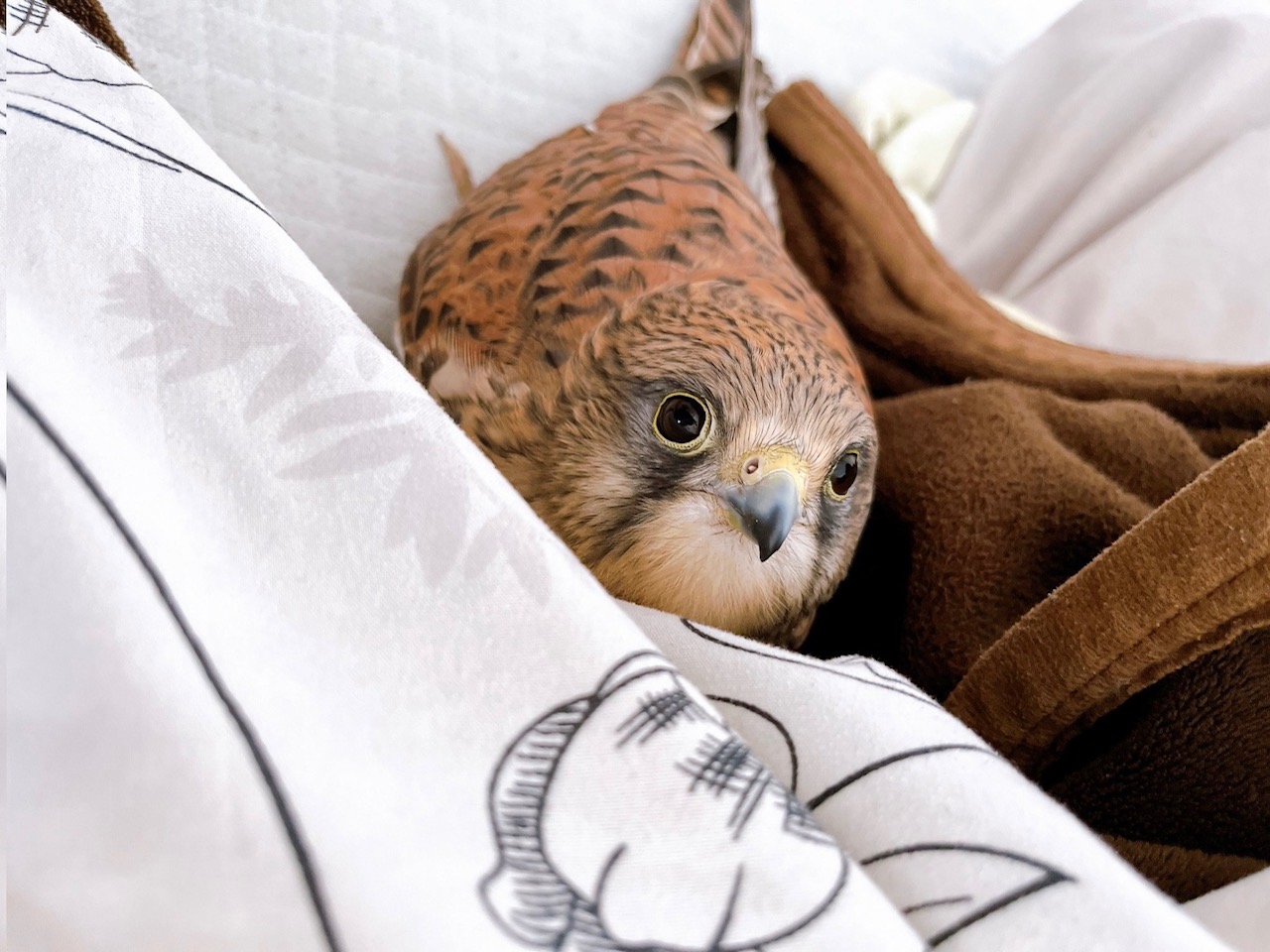 チョウゲンボウ