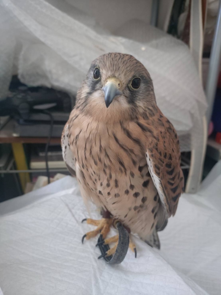 チョウゲンボウ