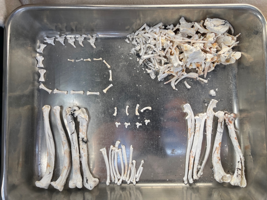 火葬後の骨