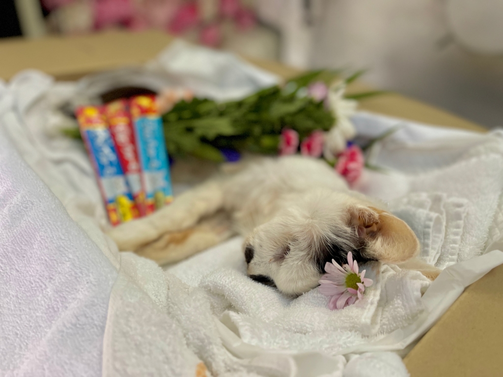 野良猫が亡くなっていたら