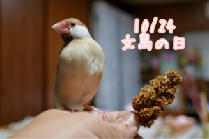 文鳥の日
