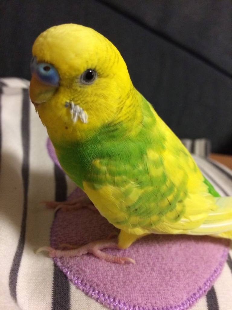 川崎市のペット火葬