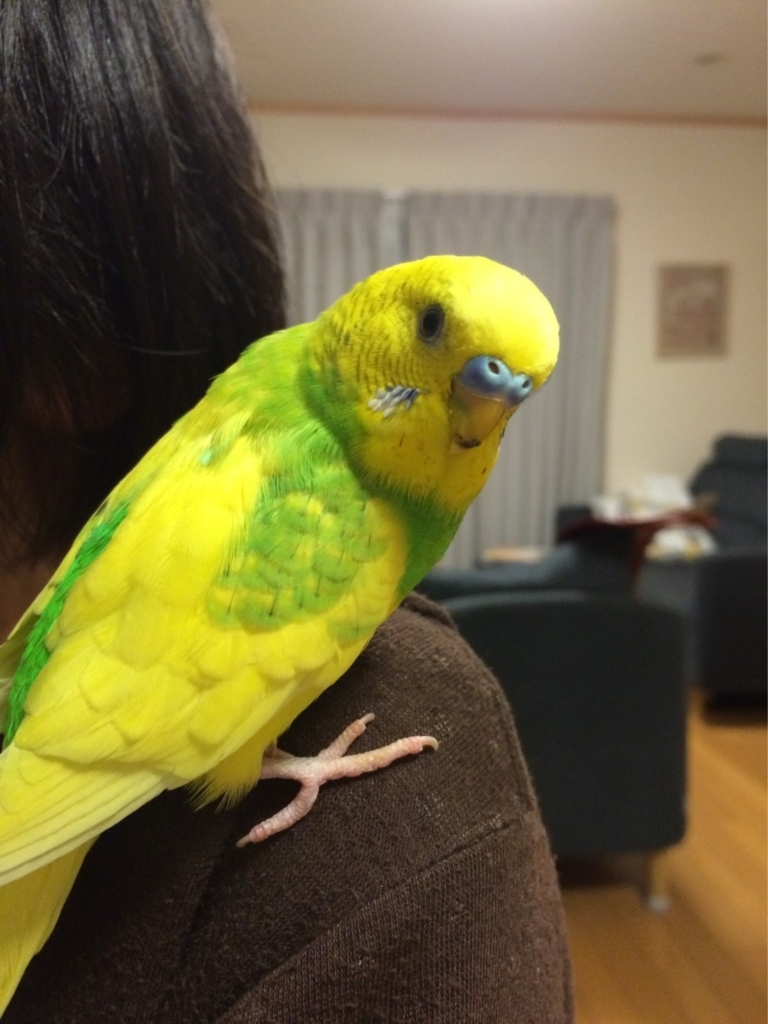 小動物も安心のペット火葬　プティセレモです