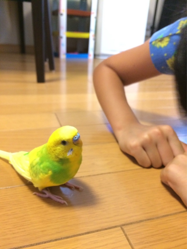ペット火葬　セキセイインコ