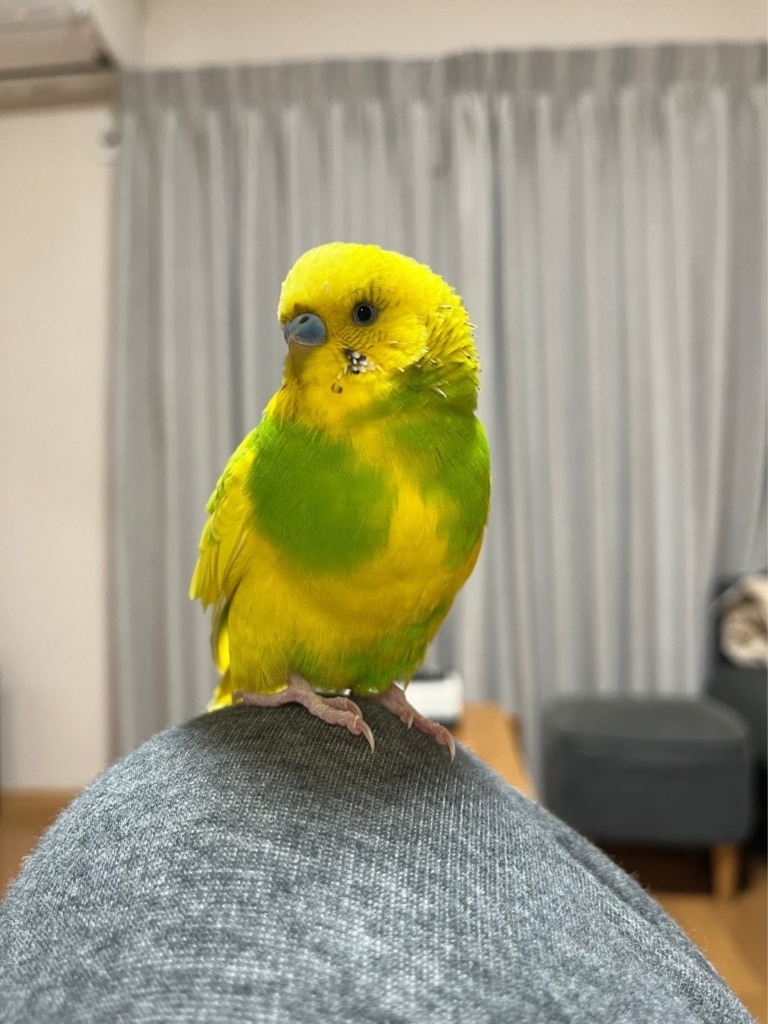 セキセイインコの火葬