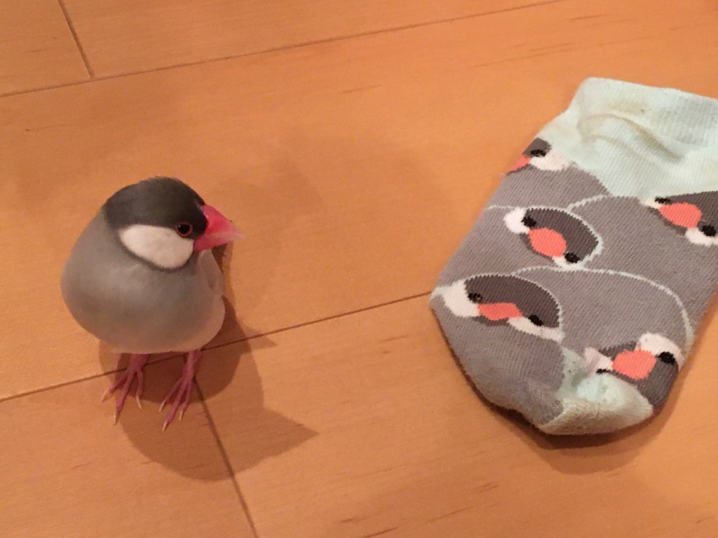 文鳥の葬儀