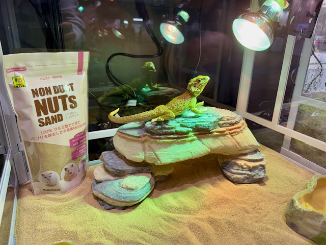 爬虫類コーナー