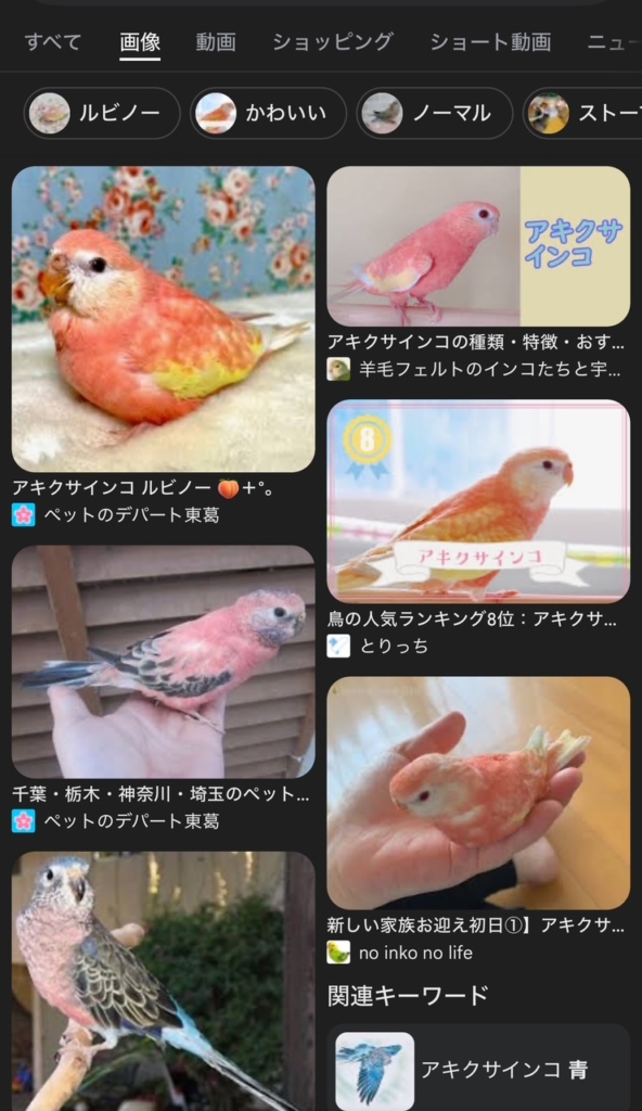 アキクサインコ